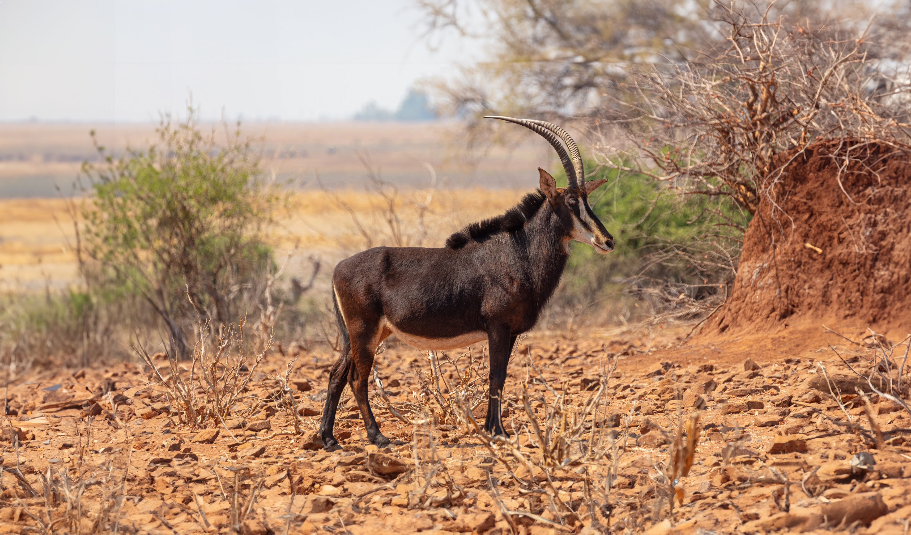 Angola Clássica - Colectivo