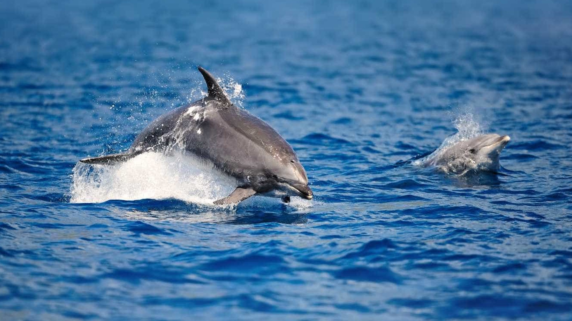 Tour - Observação de Baleias e Golfinhos